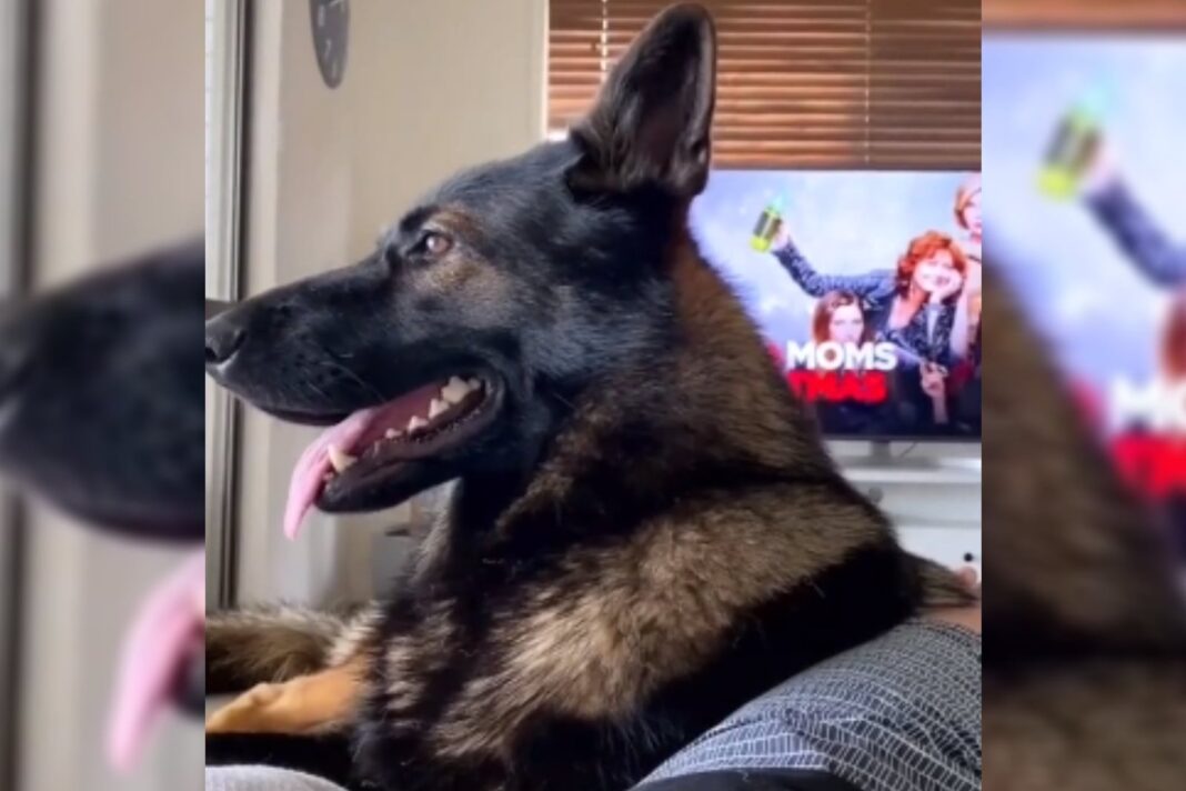 Perro ovejero alemán retirado observando por una ventana junto a su dueño