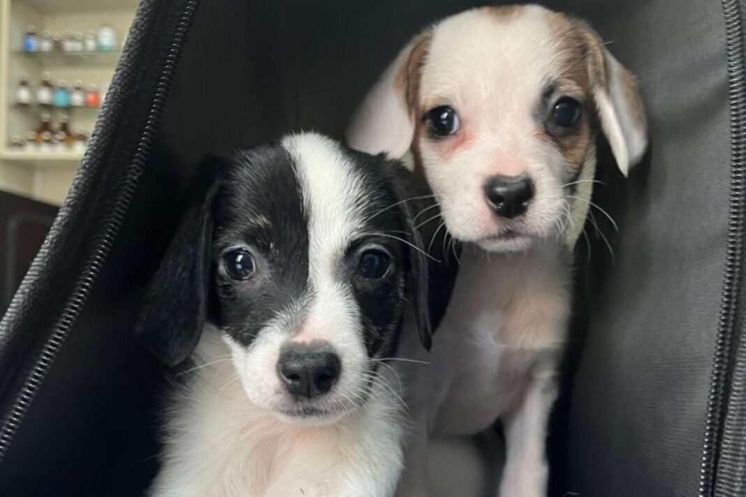Pixie y Polina, dos cachorras rescatadas por Patitas al Rescate