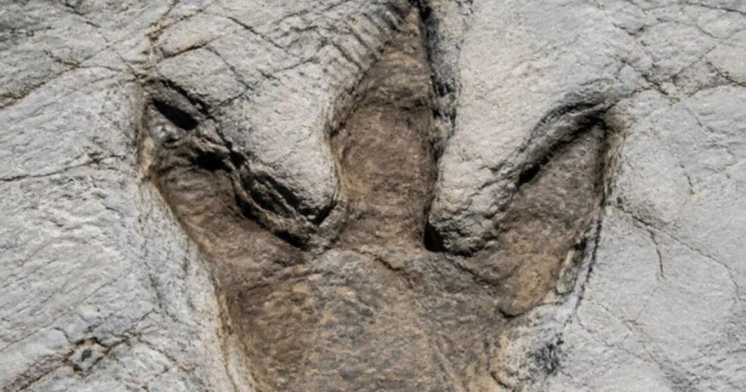 Huellas tridáctilas de un Tyrannosaurus Rex adulto en la Formación Hell Creek, Dakota del Norte