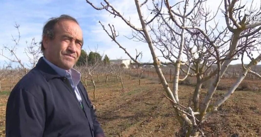 Plantación de pistacheros en Castilla-La Mancha, España