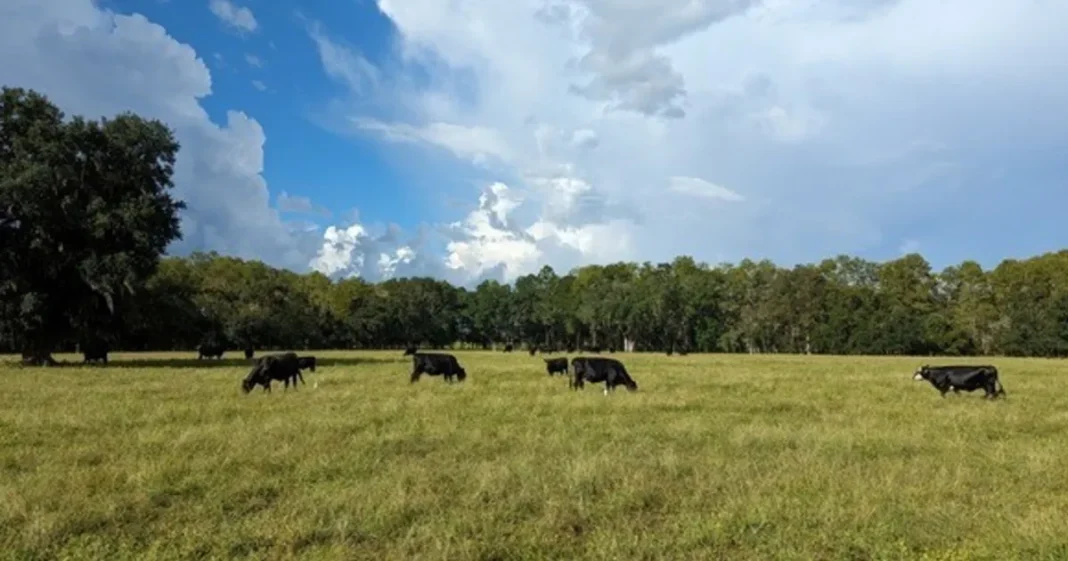 Vista aérea de un rancho ganadero en Florida con pastizales y áreas naturales protegidas