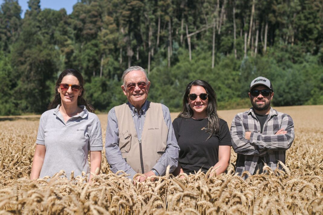 Campo de trigo con espigas maduras