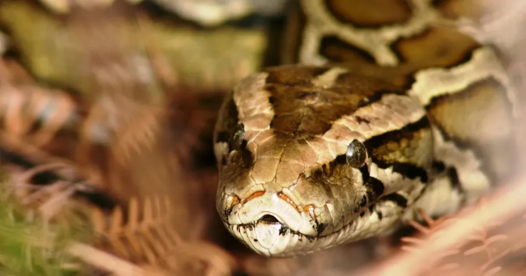 Pitón birmana hembra en un tubo de concreto durante la incubación de sus huevos en Florida
