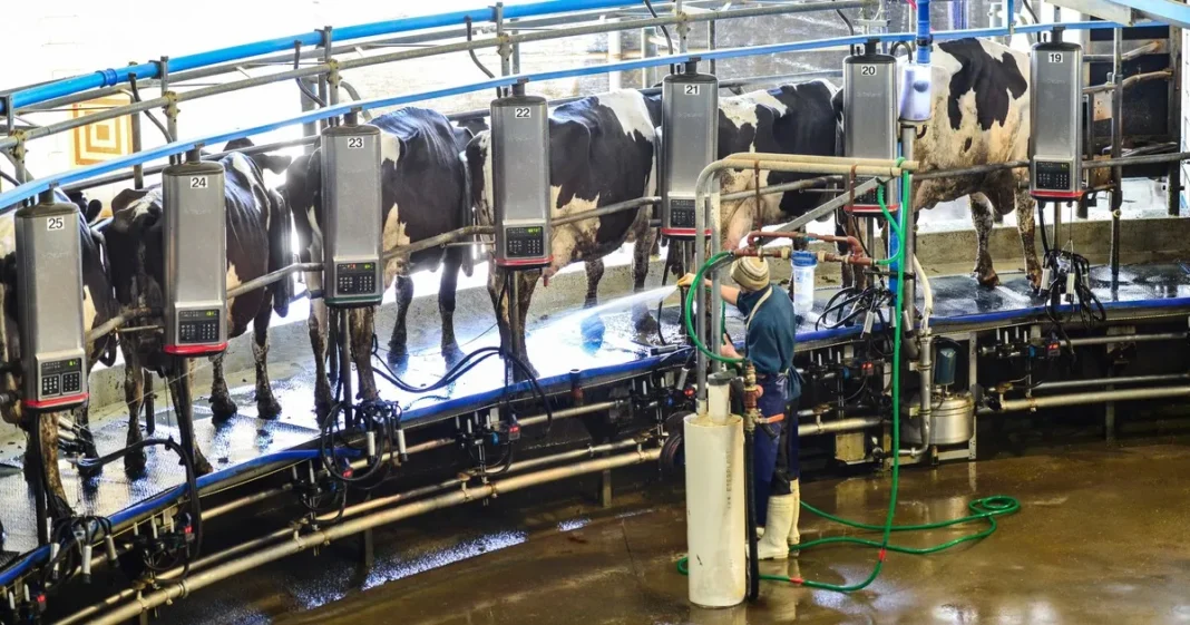 Tambos en Argentina: precio de la leche y cierre de unidades productivas