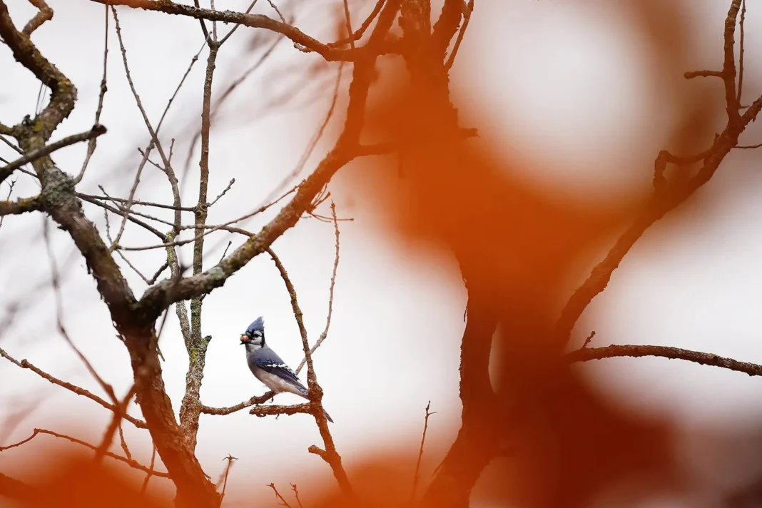 Fotografía de una urraca azul en un parque de Minnesota, incluida en el libro 'Habitar como un pájaro' de Vinciane Despret